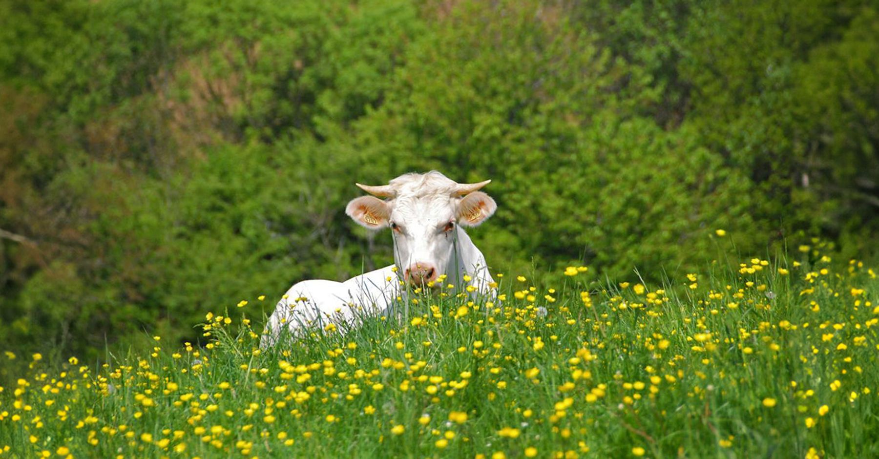 Ferme des Gats